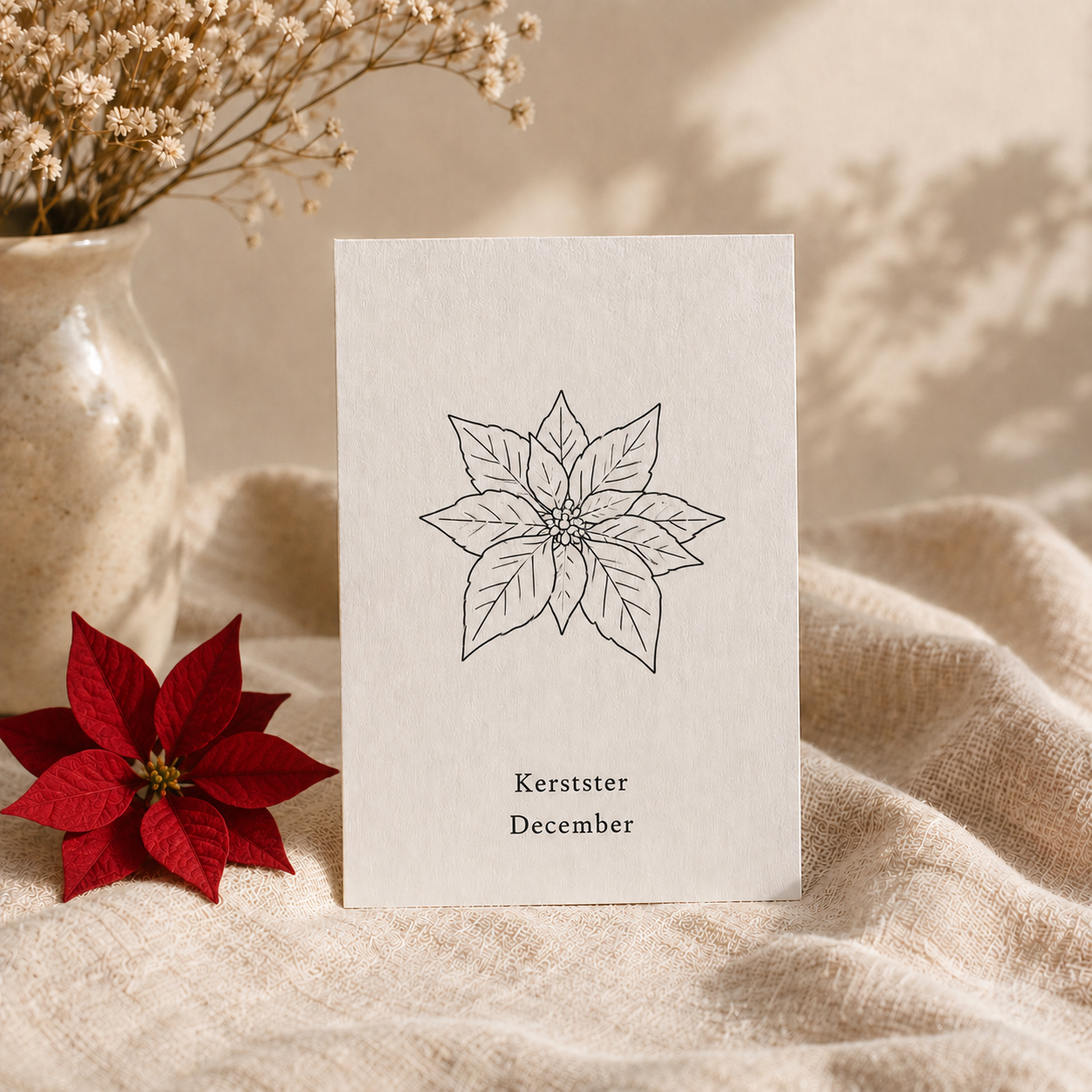 Geboortebloem december - Kerstster
